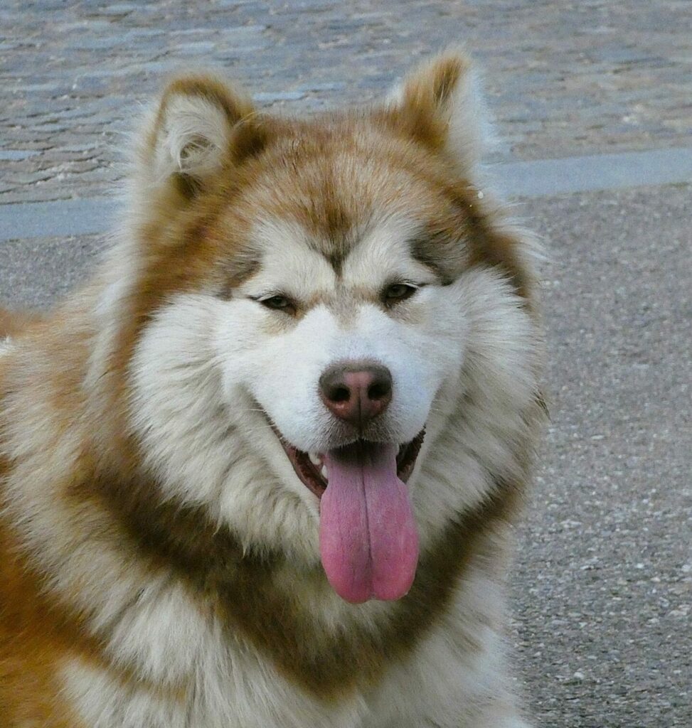 Chiot Malamute Cam