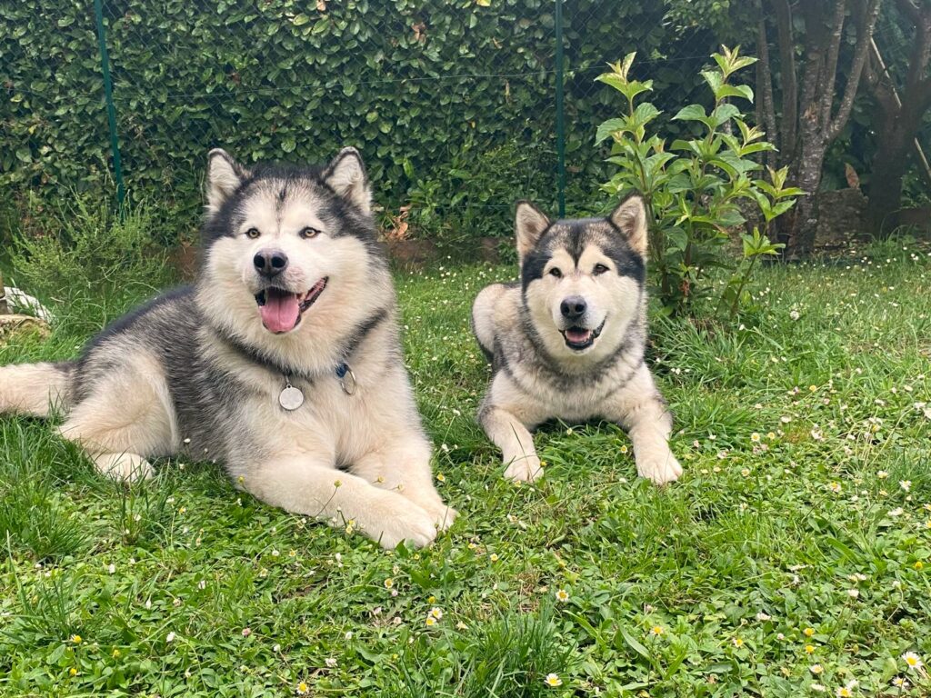 Malamute de Magellan en Isère