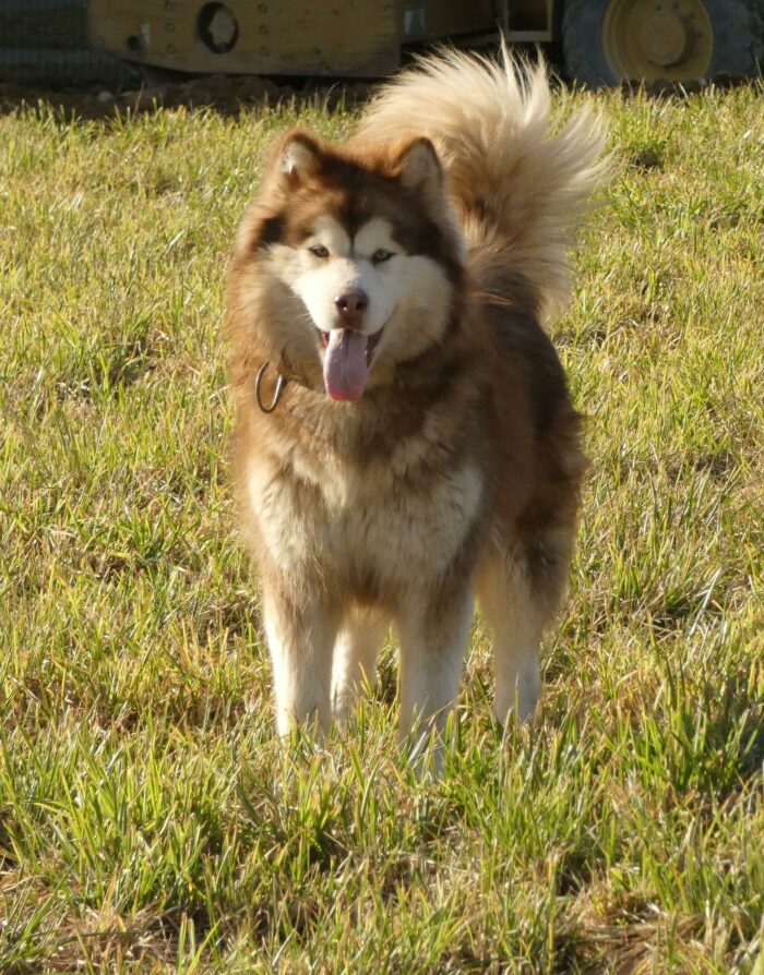 Chiot malamute élevage malamute