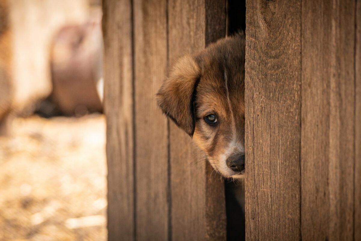Lire la suite à propos de l’article Syndrome de privation sensorielle? Ce que les vendeurs de chiens ne vous disent jamais