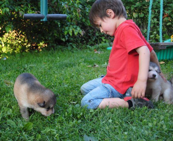 Chiot élevage malamute 2027