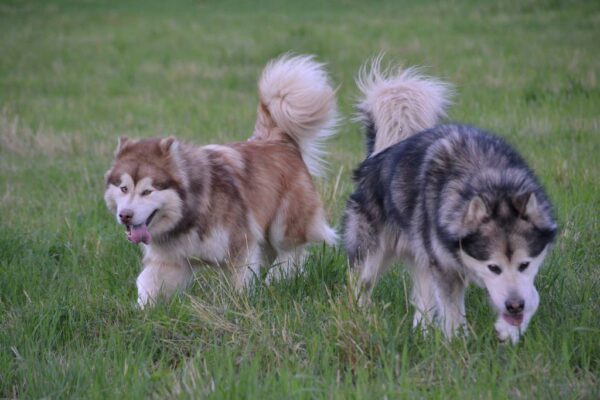 chiot malamute 2027