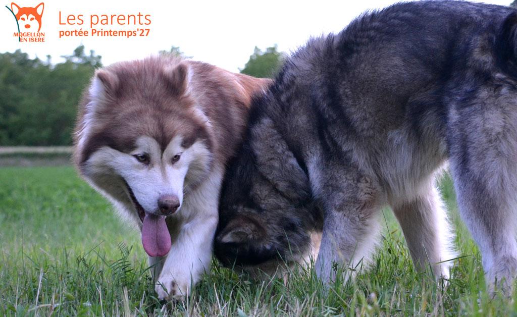 Parents portée Malamute 2027