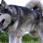 Malamute de l'Alaska Padawan de Magellan en Isère