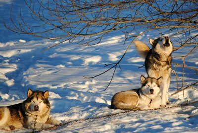 Chiens Malamute de l'Alaska