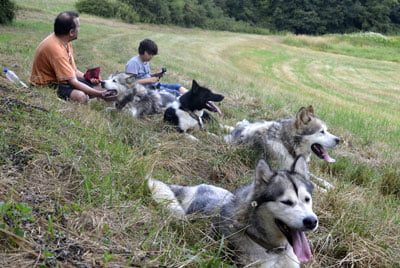 Chiens Malamute de l'Alaska