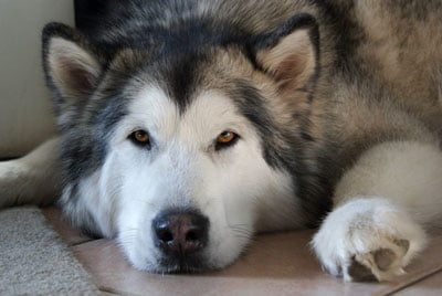 malamute d'Alaska né à l'élevage