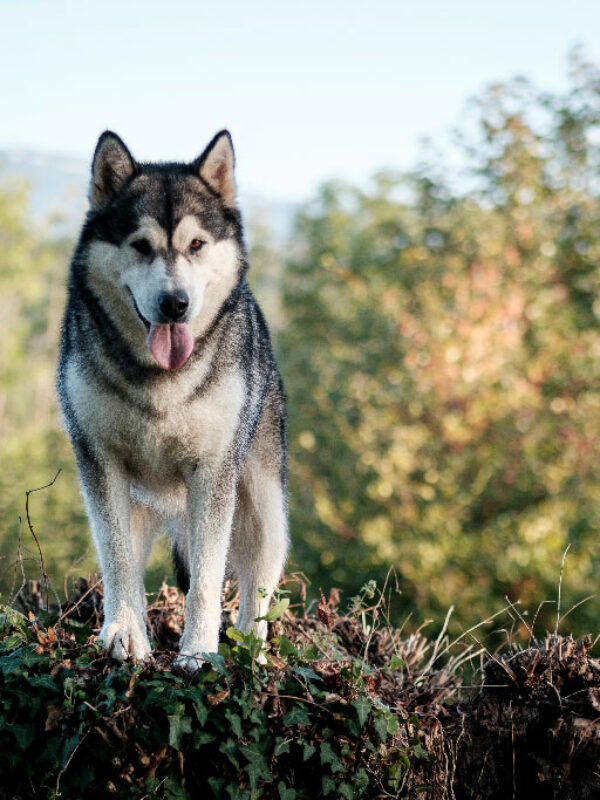 Élevage Malamute de l'Alaska Magellan en Isère - Suyaï des Grandes Terres (Photo: Darkroom Gallery)