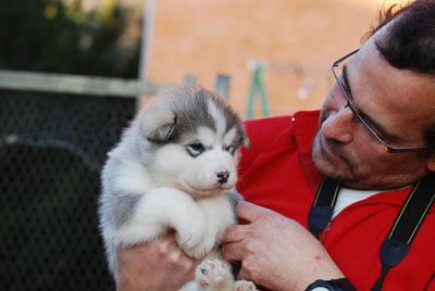 Chiots Malamute de l'Alaska 2009