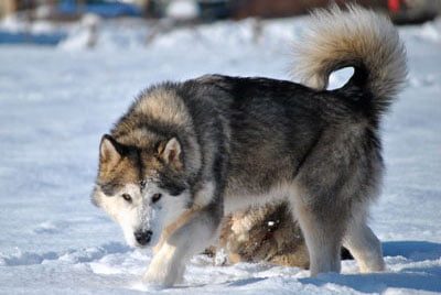 Chiens Malamute de l'Alaska