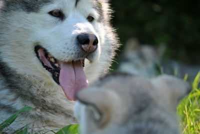 Chiens Malamute de l'Alaska