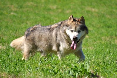 Chiens Malamute de l'Alaska