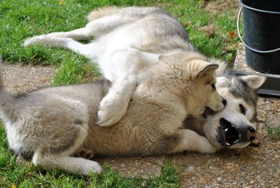 Chiens Malamute de l'Alaska