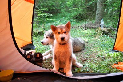 malamute alaska