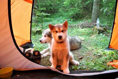 Chiens Malamute de l'Alaska