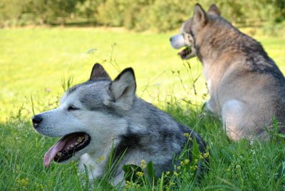 Chiens Malamute de l'Alaska