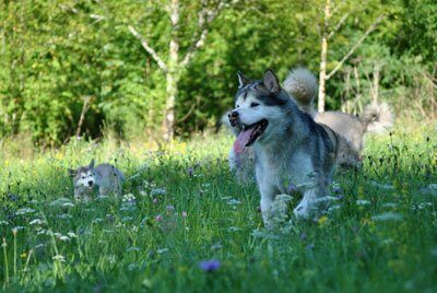 Chiens Malamute de l'Alaska