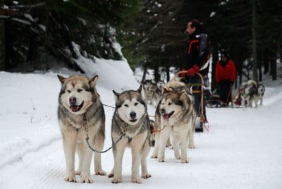 Chiens Malamute de l'Alaska