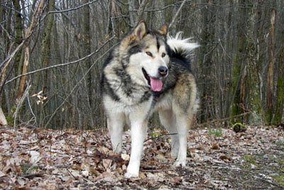 malamute d'Alaska né à l'élevage