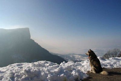 malamute d'Alaska né à l'élevage