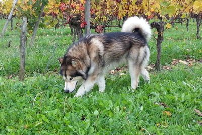 malamute d'Alaska né à l'élevage