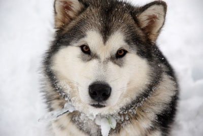 malamute d'Alaska né à l'élevage