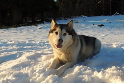 malamute d'Alaska né à l'élevage