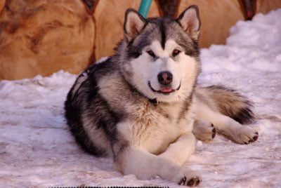 malamute d'Alaska né à l'élevage