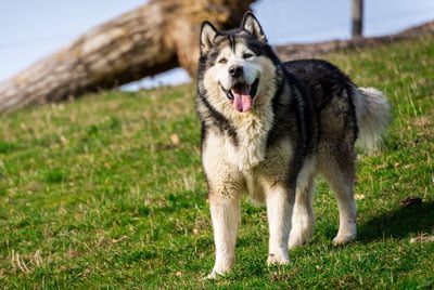 malamute d'Alaska né à l'élevage