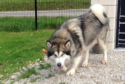 malamute d'Alaska né à l'élevage