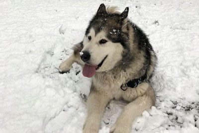 malamute d'Alaska né à l'élevage