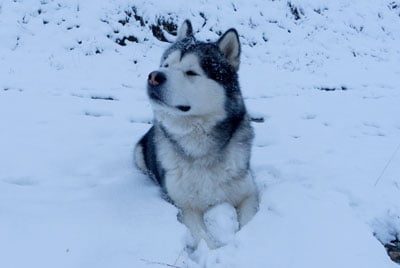 malamute d'Alaska né à l'élevage