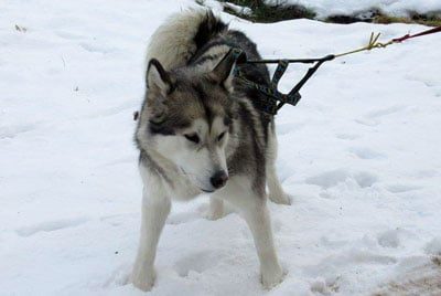 malamute d'Alaska né à l'élevage