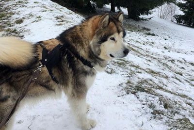 malamute d'Alaska né à l'élevage