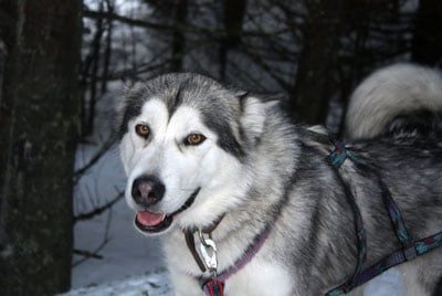 malamute d'Alaska née à l'élevage