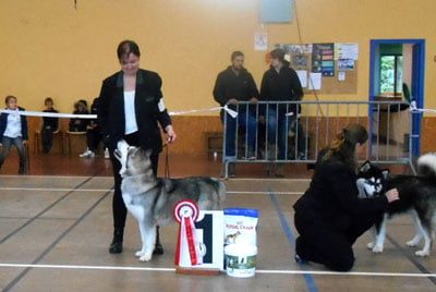 Chiens Malamute de l'Alaska