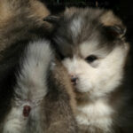 Portée 2024 Malamute de l'Alaska