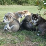 Chiot malamute 2027