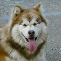 Chiot Malamute Cam