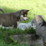 Élevage Malamute de l'Alaska portée 2025