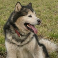 chiot malamute 2027