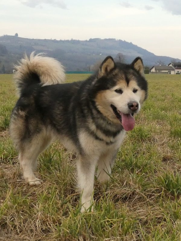 Mâle malamute, Padawan de Magellan en Isère. Malamute de l'Alaska