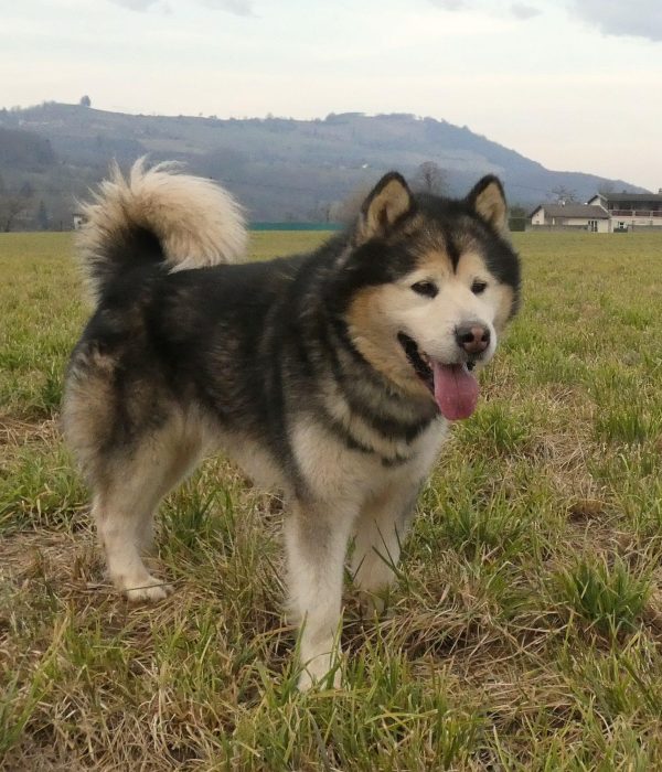 Mâle malamute, Padawan de Magellan en Isère. Malamute de l'Alaska