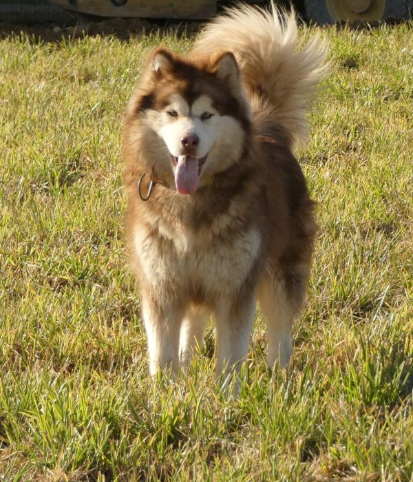 Chiot malamute élevage malamute