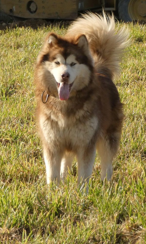 Chiot malamute élevage malamute