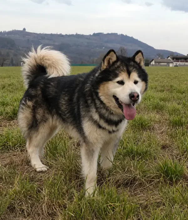 Portée Malamute 2027. Padawan de Magellan en Isère