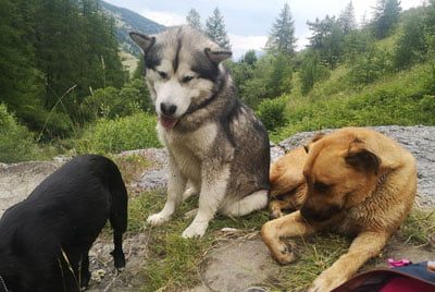 malamute d'Alaska né à l'élevage