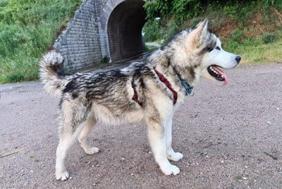 malamute d'Alaska né à l'élevage