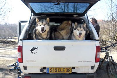 Chiens Malamute de l'Alaska