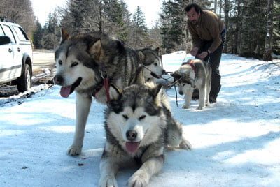 Chiens Malamute de l'Alaska